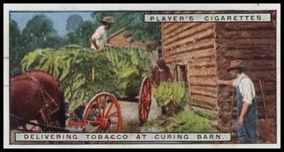11 Delivering Tobacco at Curing Barn